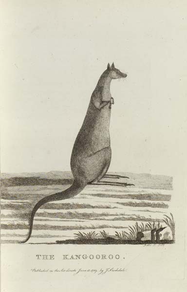 The Kangaroo, 'Botany Bay'