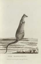 The Kangaroo, Botany Bay